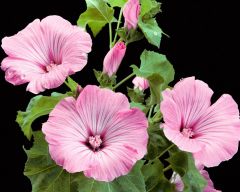 Tapeta Nature Flowers 663.jpg